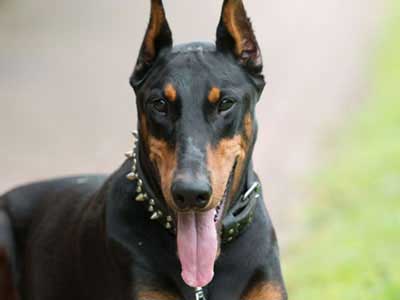 Doberman Pinscher